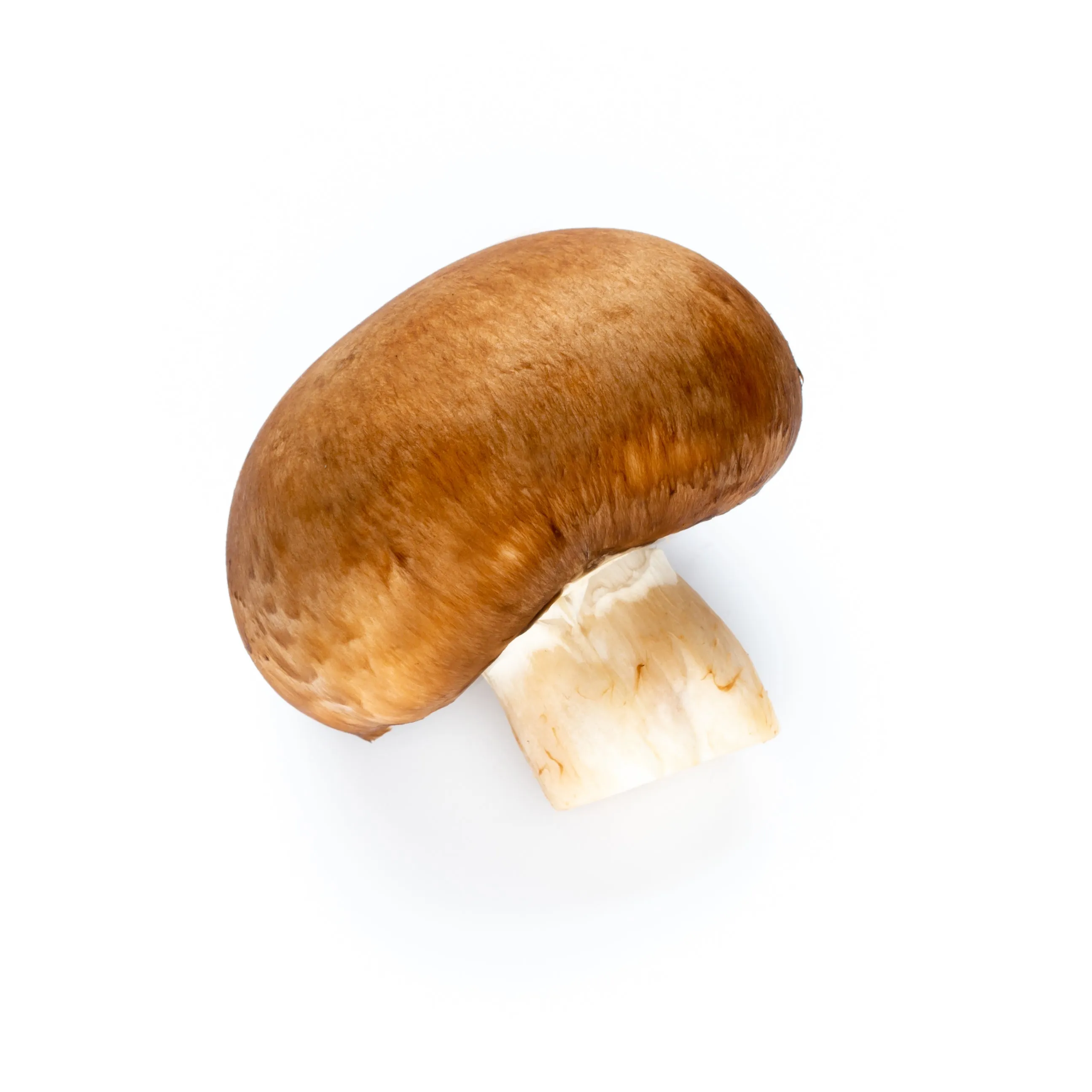 Agaricus Blazei Mushroom Extract (60 ml)