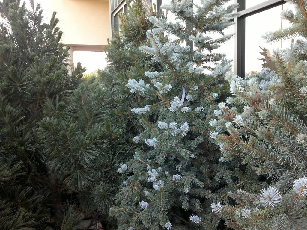 Colorado Blue Spruce
