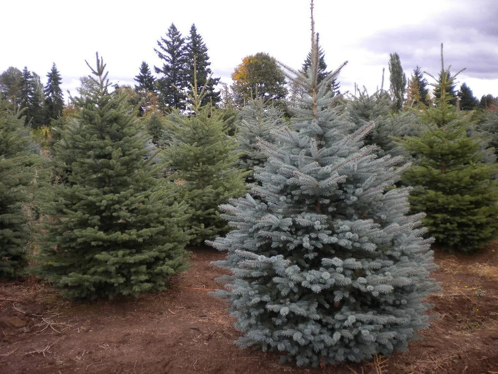 Colorado Blue Spruce