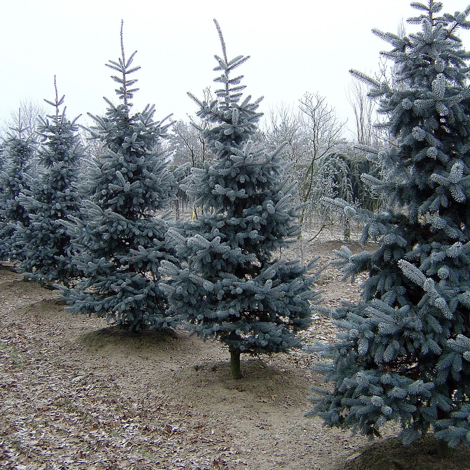Colorado Blue Spruce