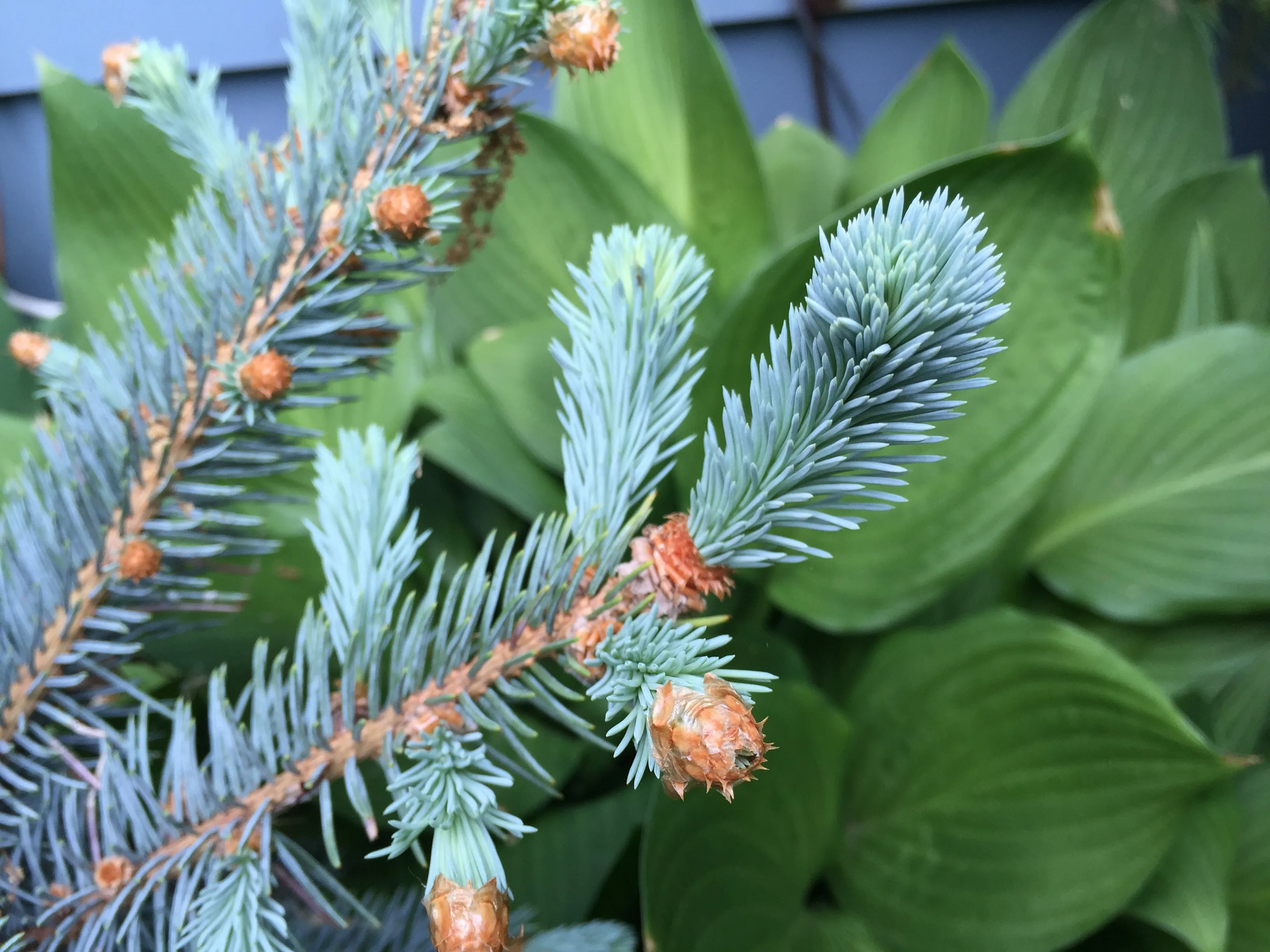 Colorado Blue Spruce