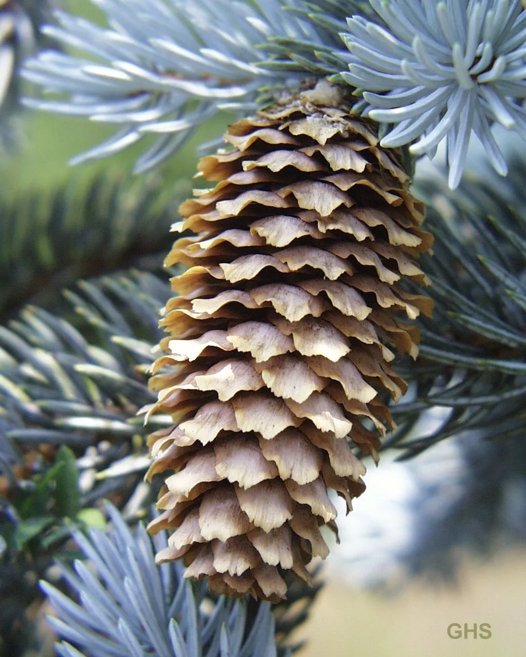 Colorado Blue Spruce