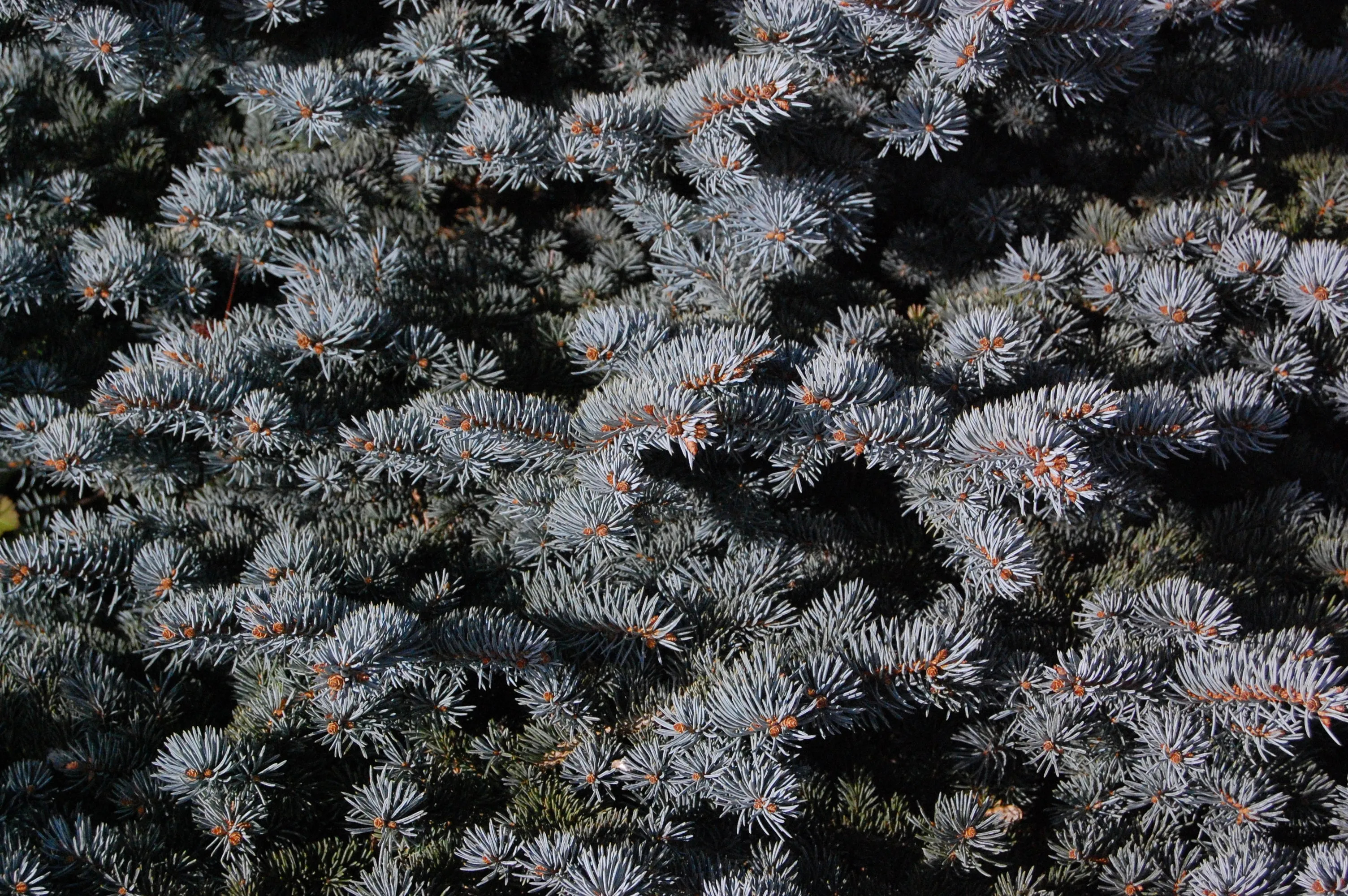 Colorado Blue Spruce