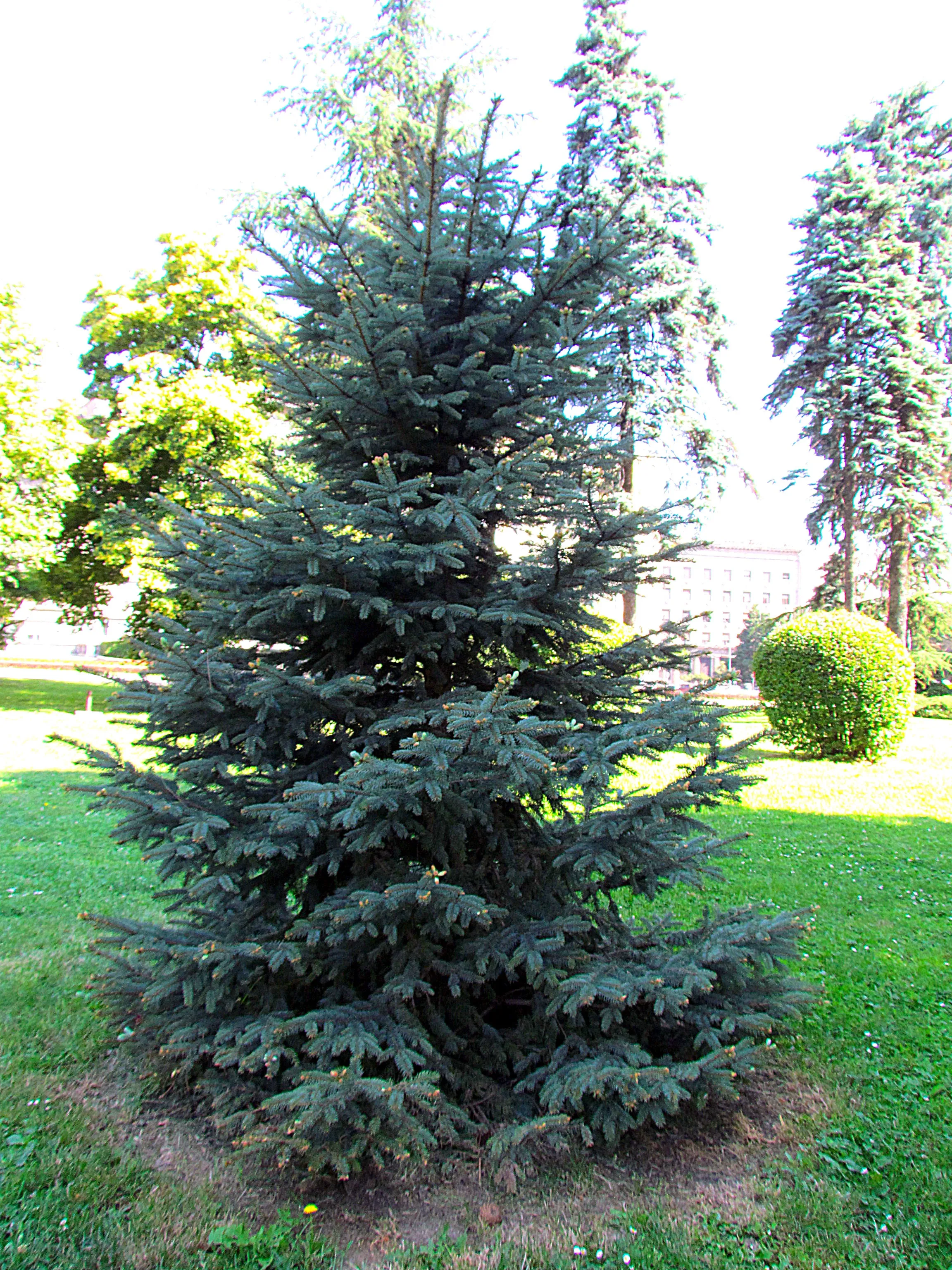 Colorado Blue Spruce
