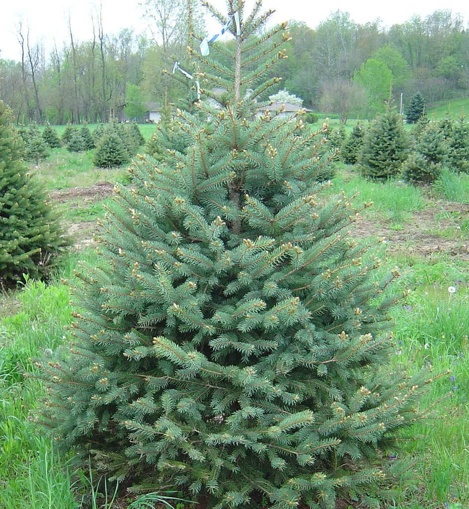 Colorado Blue Spruce