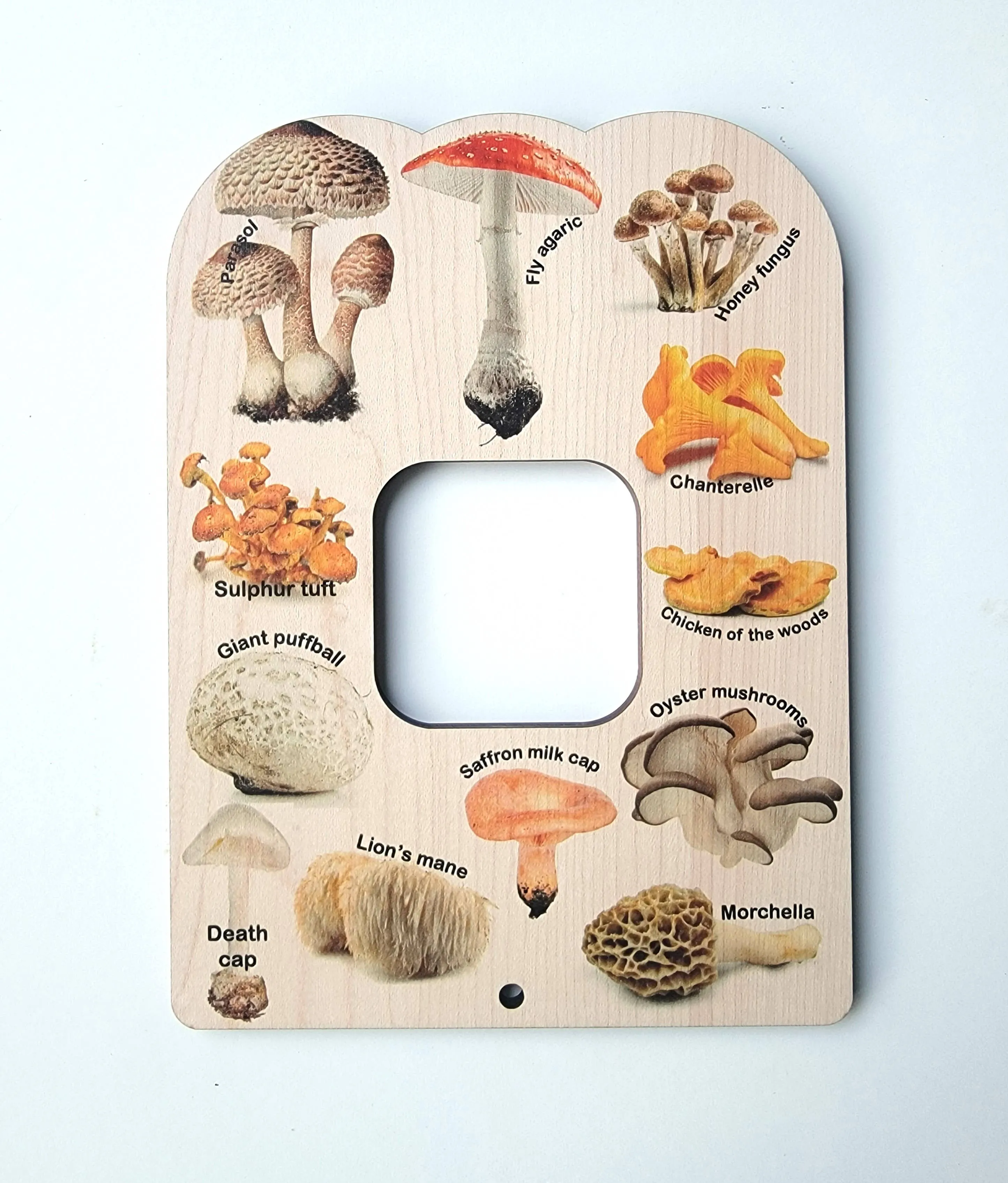 Double Sided Flowers & Fungi Explorer Window