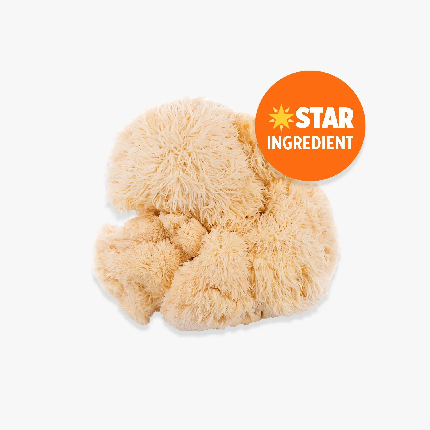 Lion's Mane Bundle