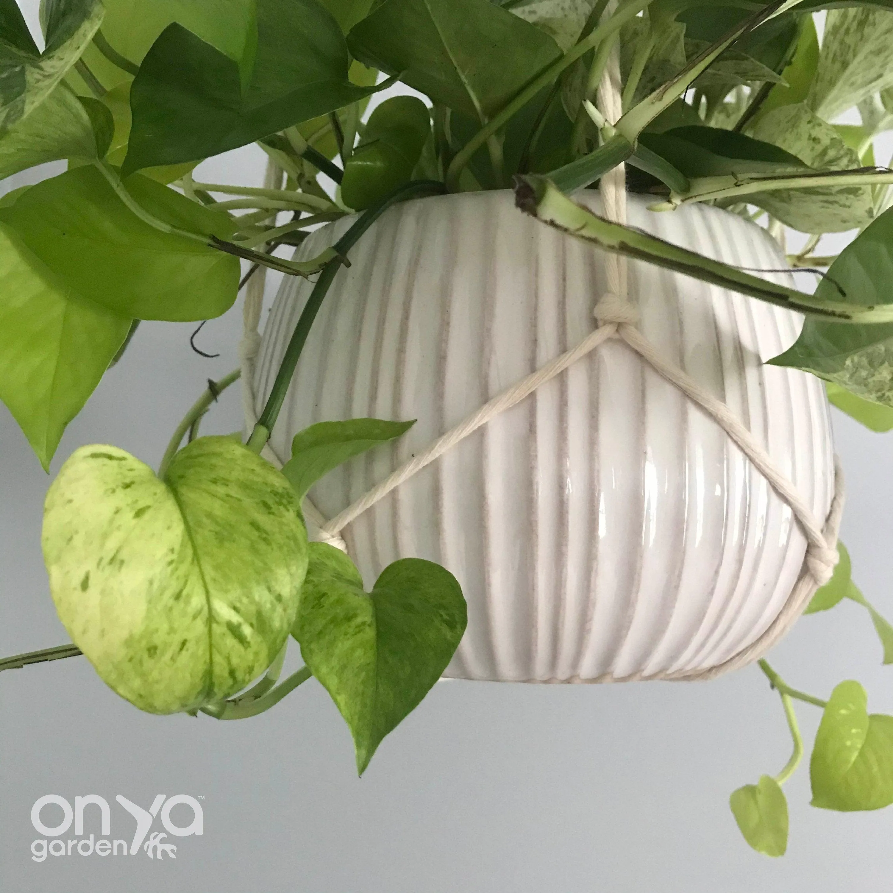 Modern Macrame No-Tail Plant Hanger, Boho Plant Holder, 3 Lengths