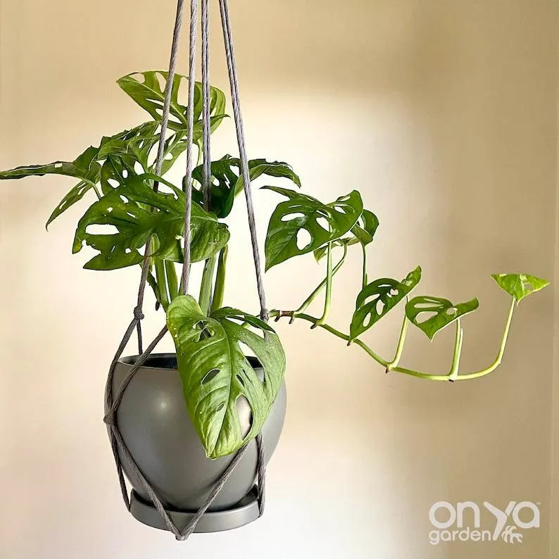 Modern No-Tail Macrame Plant Hanger - Medium 33" Length