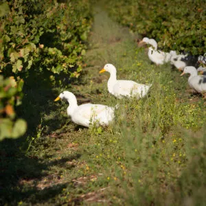 NV Villiera Tradition BRUT