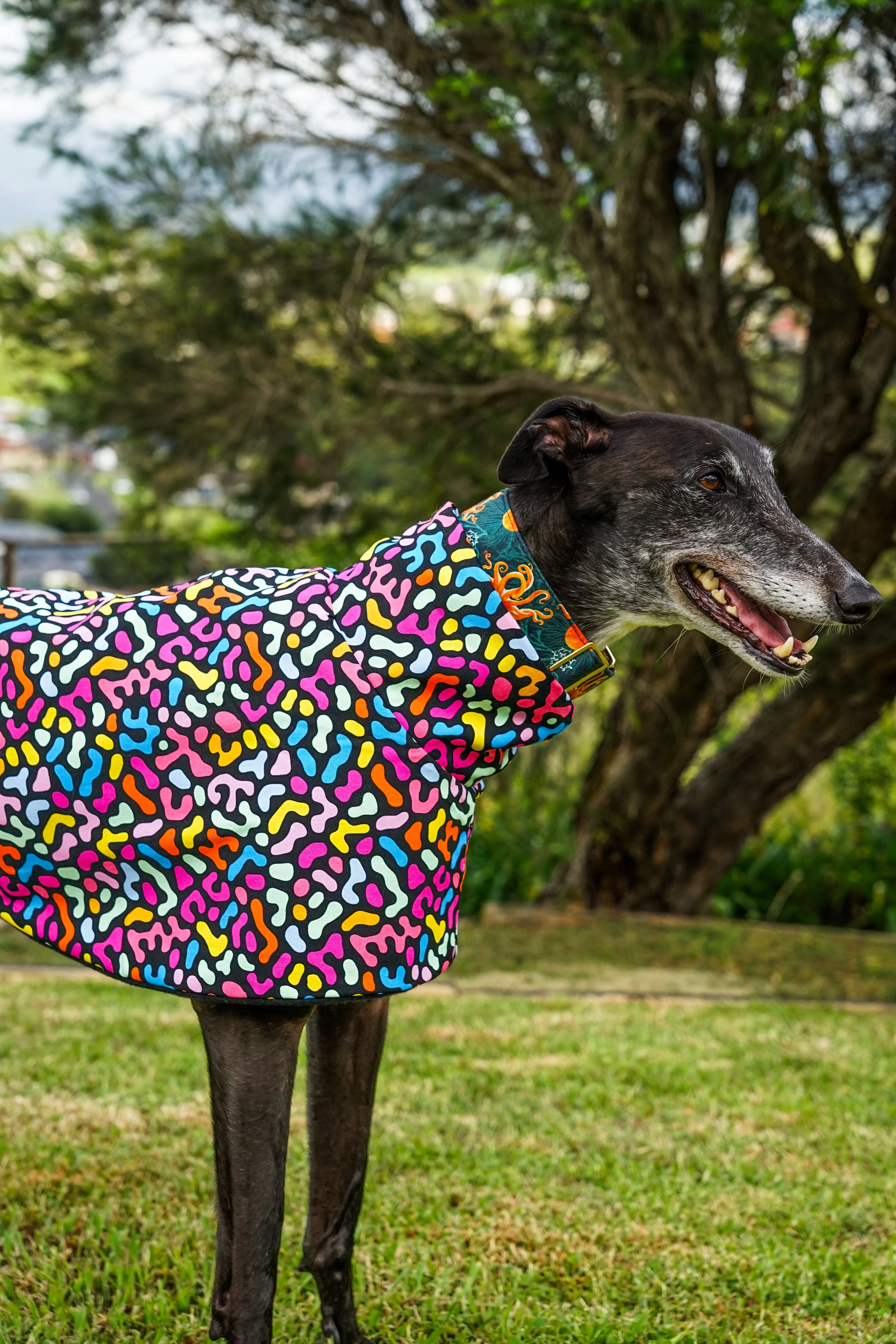 Our jellybean cotton sports coat
