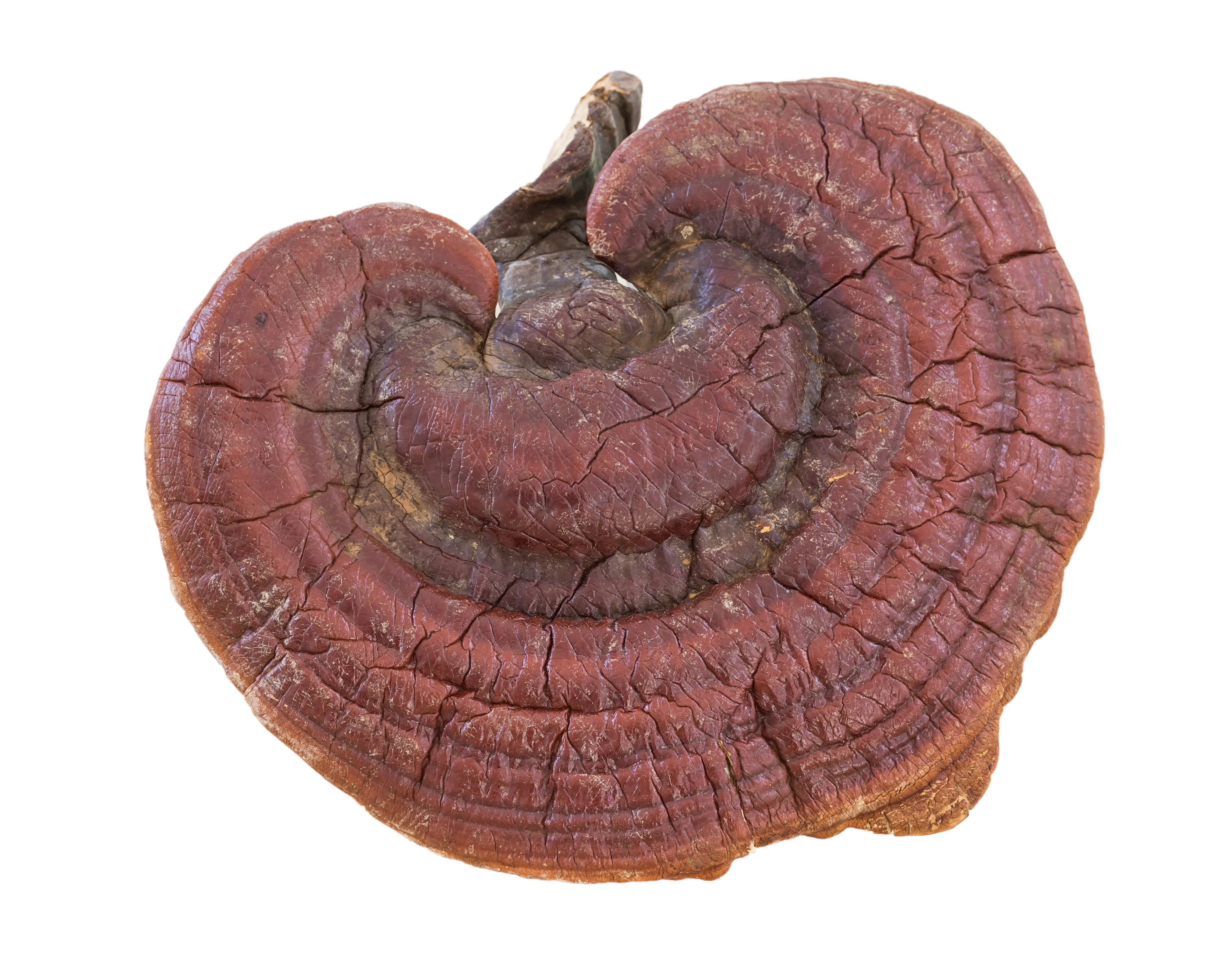 Reishi Mushroom Extract (60 ml)