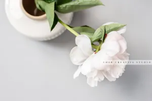 Single Peony on Grey Background. Stock Image