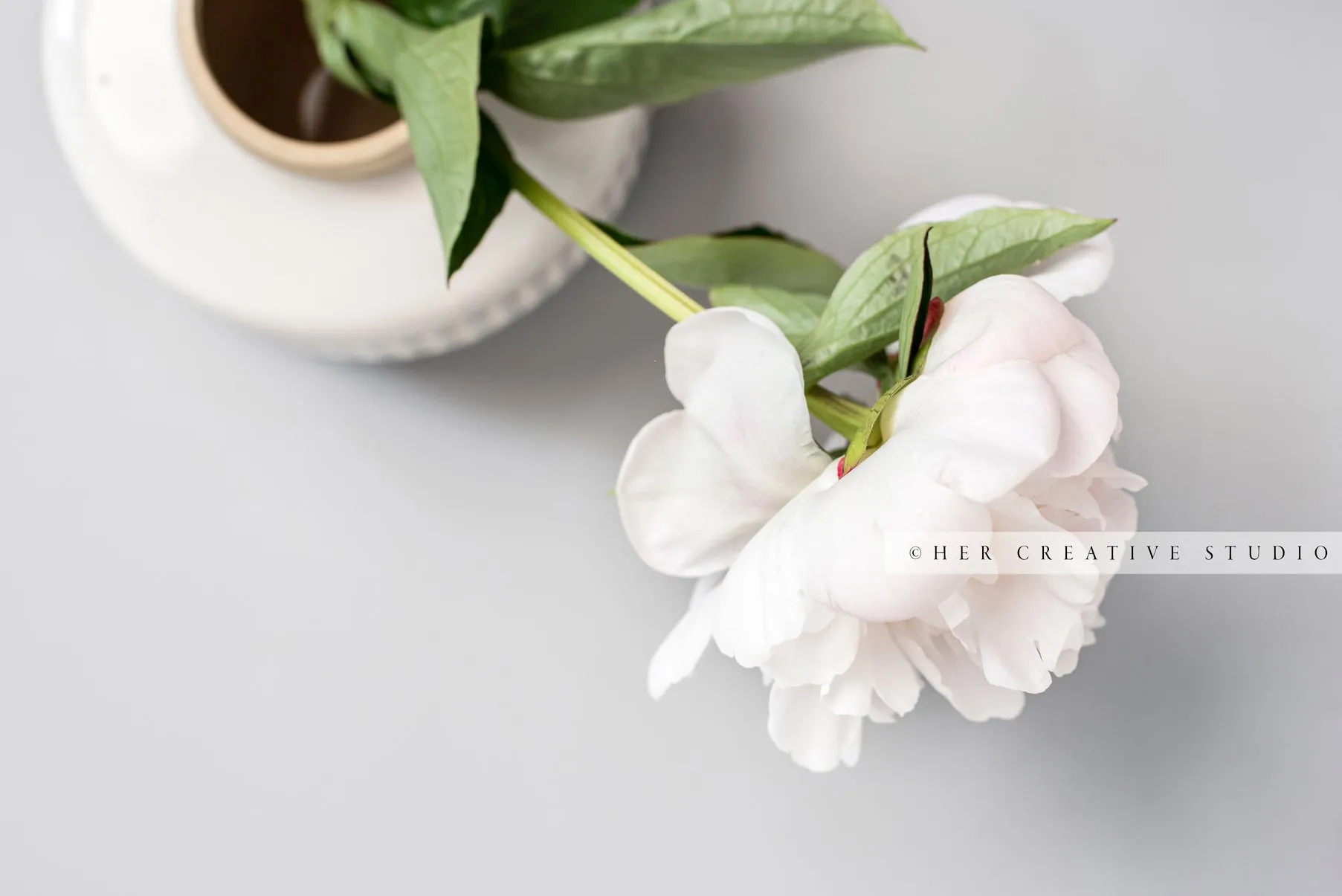 Single Peony on Grey Background. Stock Image
