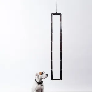 Sir Tangle I, 2011