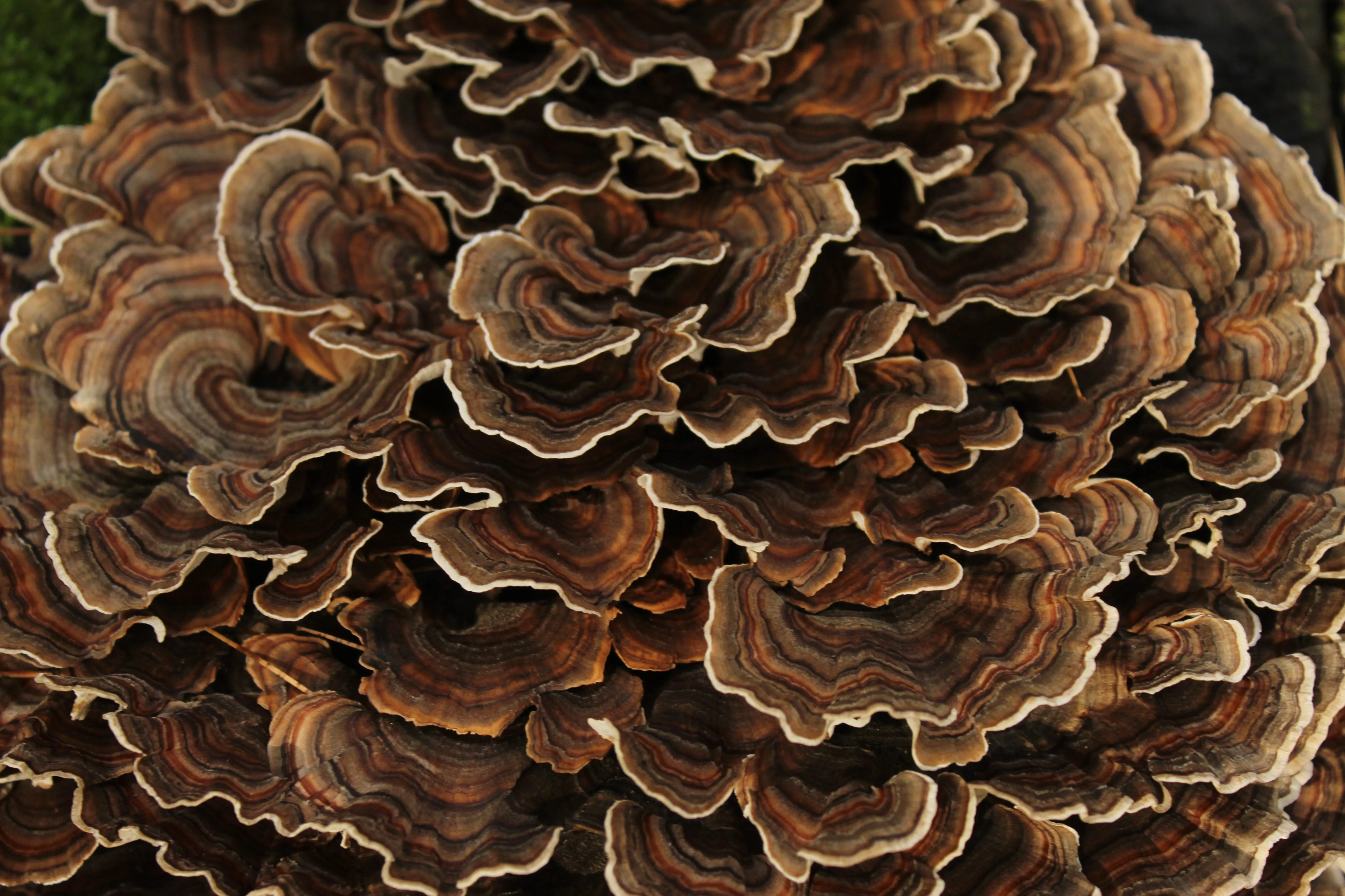 Turkey Tail Mushroom Extract (60ml)